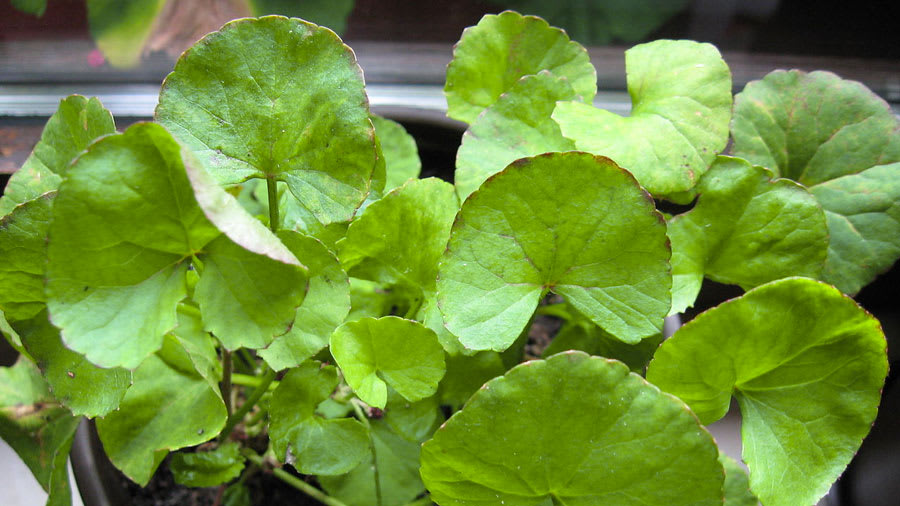 Centella Asiatica (Gotu Kola): The New Beauty Herb on the Block